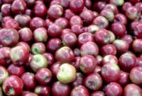 apples