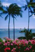 Hawaii Trees