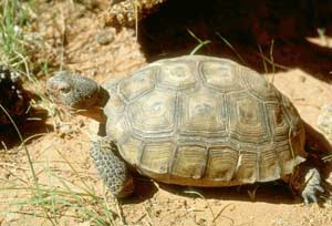 turtle - slow and steady